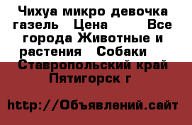 Чихуа микро девочка газель › Цена ­ 65 - Все города Животные и растения » Собаки   . Ставропольский край,Пятигорск г.